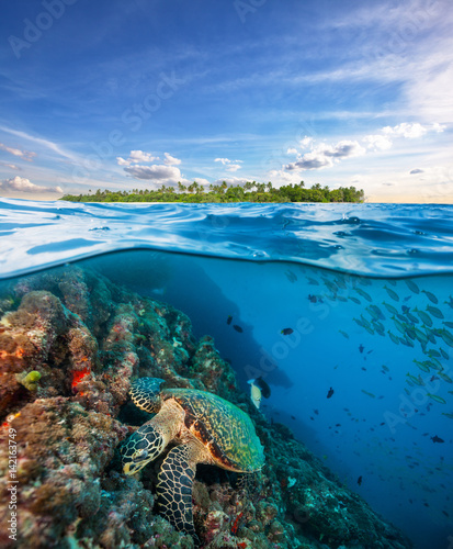 Hawksbill Sea Turtle exploring coral reef under water surface