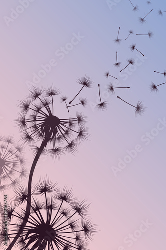 Fototapeta Naklejka Na Ścianę i Meble -  Dandelion with blowing spores vector abstract nature background