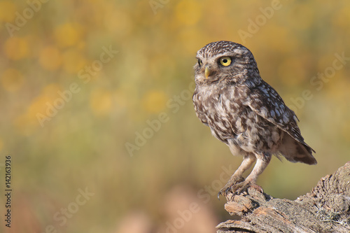 Owl © Simone