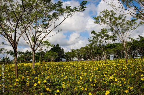 Fototapeta Naklejka Na Ścianę i Meble -  Tropical Yellow Flowers Blossoms in Batulicin Tanah Bumbu South Borneo Kalimantan Indonesia