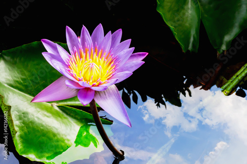 lotus, water lily on the sky cloud