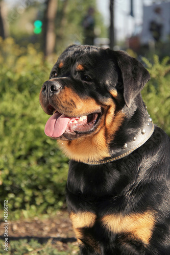 Rottweiler