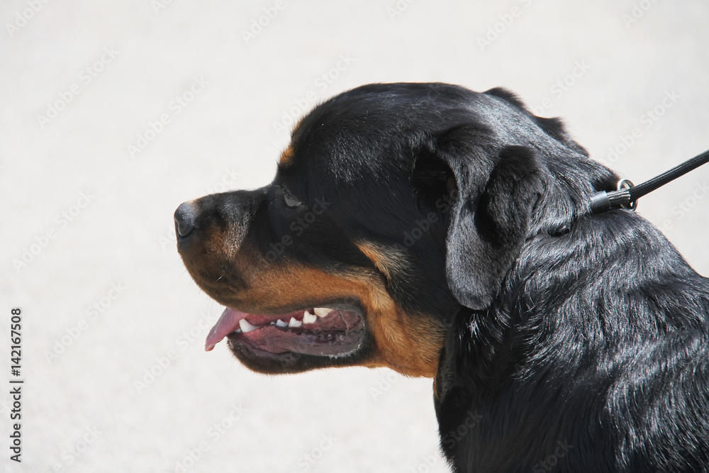Obraz premium Rottweiler