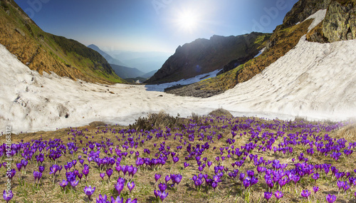 Floral mountain spring