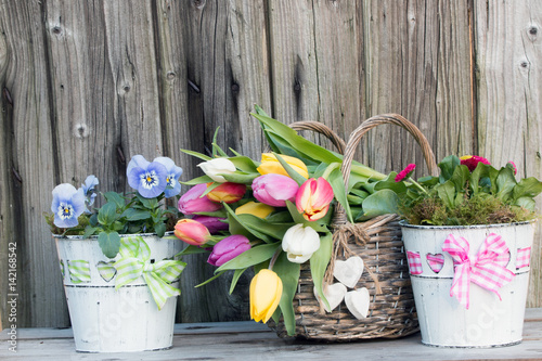 Fototapeta Naklejka Na Ścianę i Meble -  Bunter Tulpenstrauß im Weidenkorb mit Tausendschönchen und Hornveilchen rustikal im Frühling