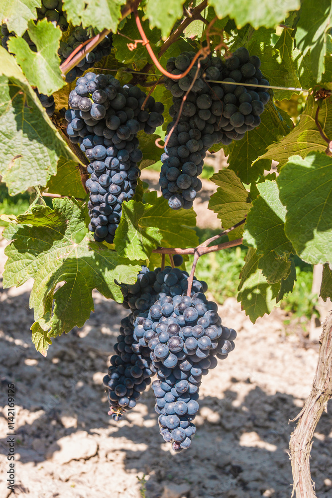 Red vine grapes on moravian vineyard, Czech republic