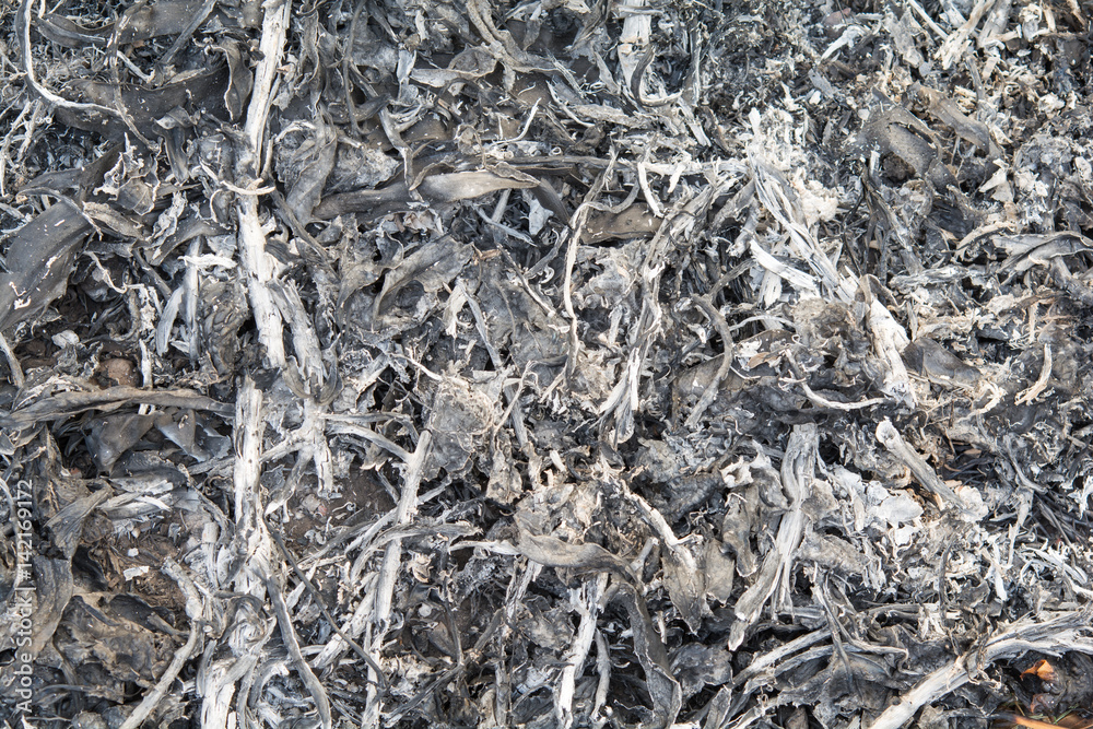 Ashes backward from burning twigs Ashes backward from burning twigs