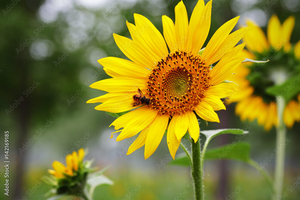 A closeup of sunflower with a bee. A closeup of sunflower with a bee.