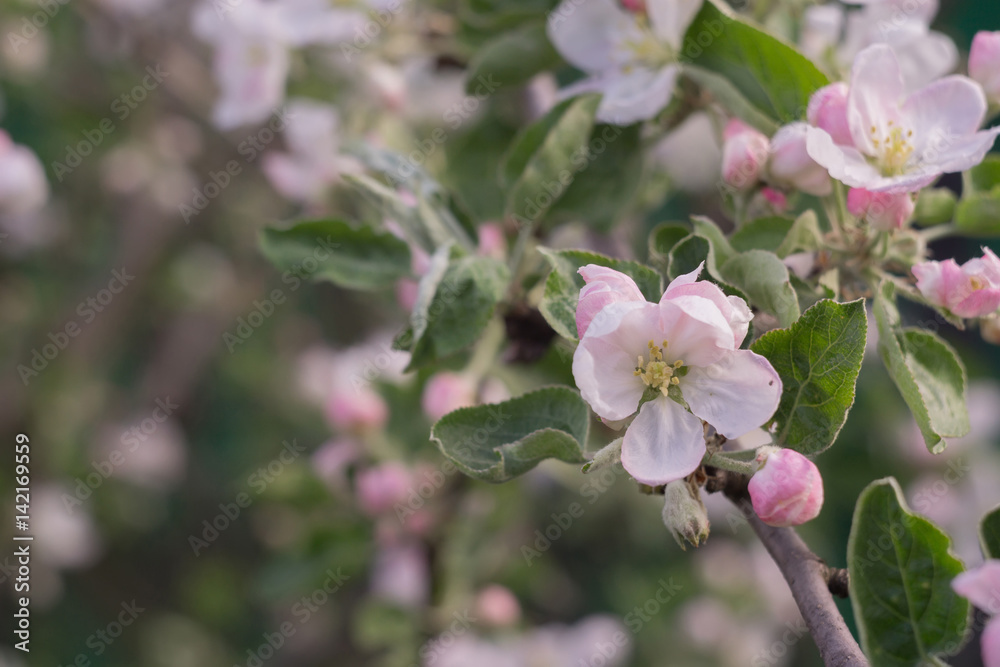 Obraz premium Spring Apple Blooming Trees