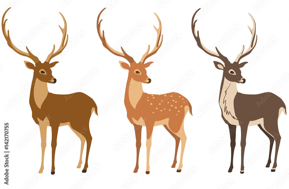 Naklejka premium Zestaw jeleni do Twojego projektu. Jeleń, jeleń sika i renifer. Ilustracja wektorowa, izolacja obiektów.