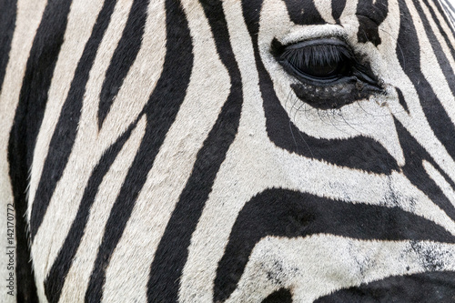 Zebra Eye Eyelashes Striped Black and White Patterns Background