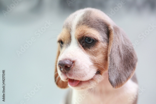 Fototapeta Naklejka Na Ścianę i Meble -  2 month strong beagle puppy in action
