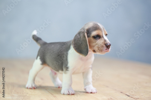 2 month strong beagle puppy in action