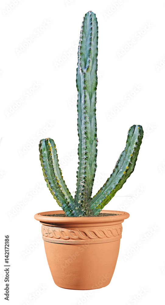 cactus isolated on white background cactus isolated on white background