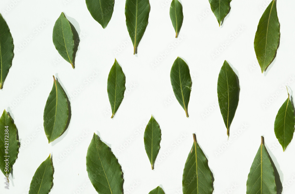 Group of three fresh bay leaves Group of three fresh bay leaves