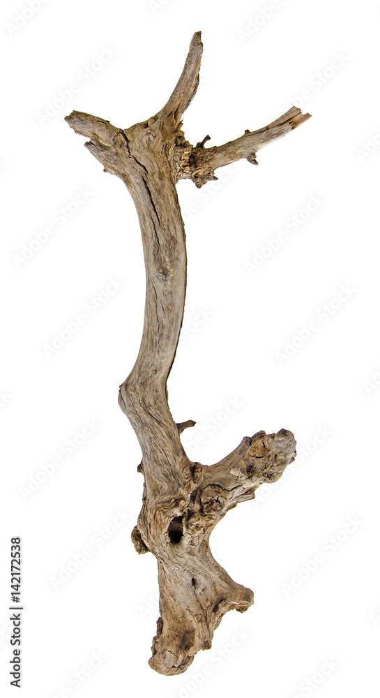 close up of dry branch