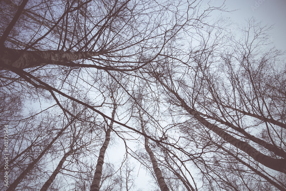 Tree Branches without Leaves Retro