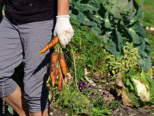 Wallpaper Mural récolte de carottes au potager Torontodigital.ca