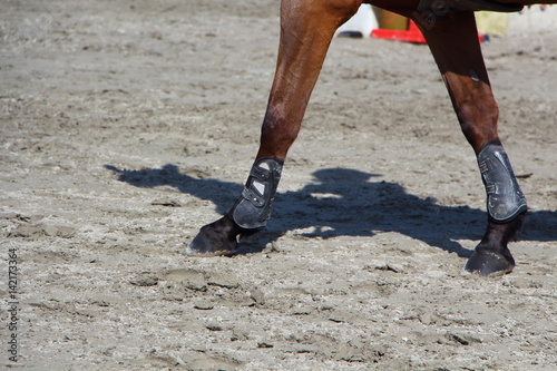 Jambes antérieures d'un cheval
