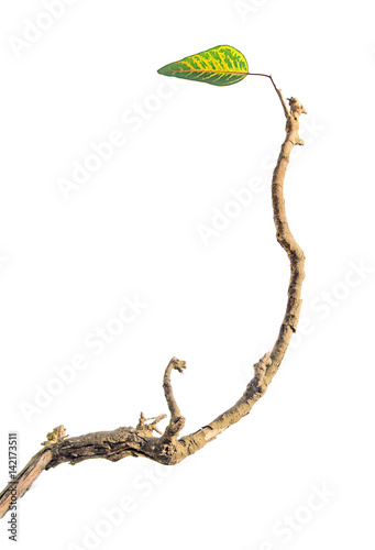 dry branch with leaf
