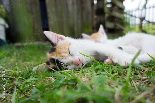 Koty śpiące na trawie