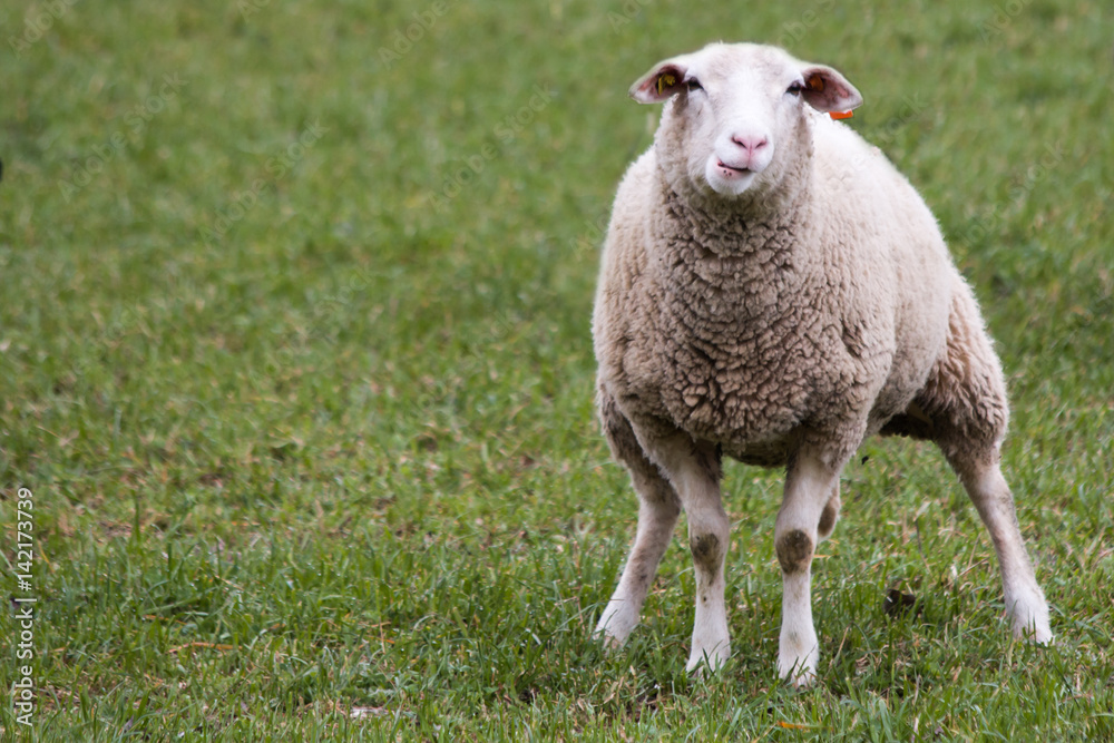 Sheep making pee