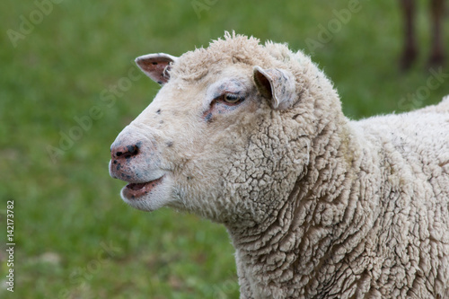 Fototapeta Naklejka Na Ścianę i Meble -  Head of a sheep