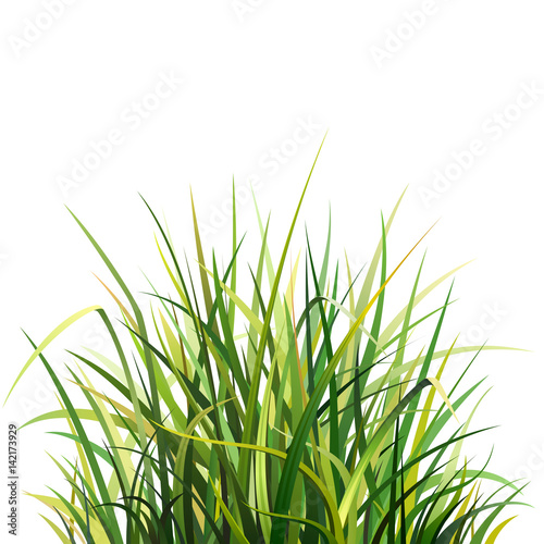 Illustration with Big Green Grass, Isolated on White Background