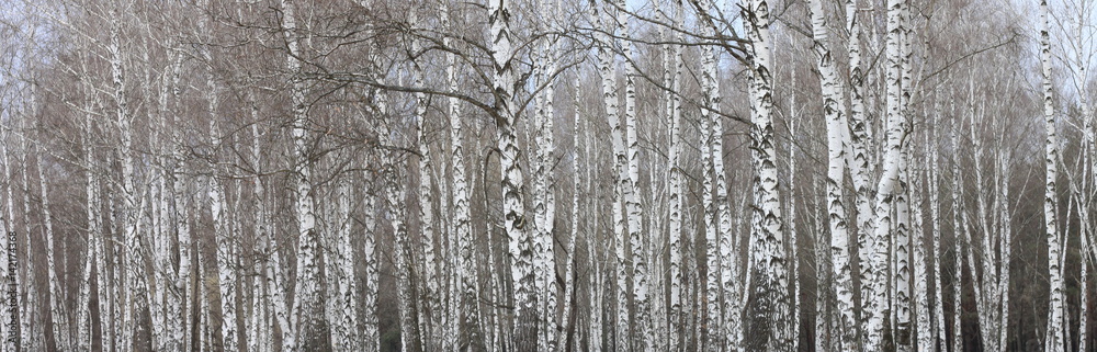 trunks of birch trees with white bark