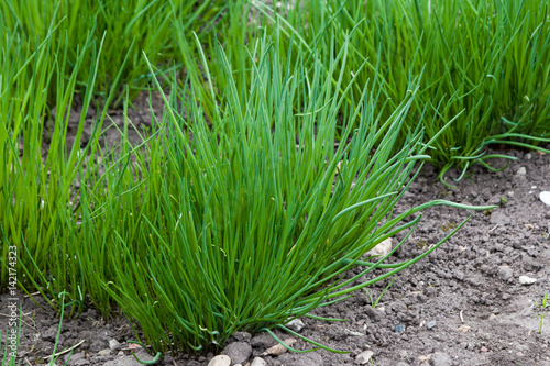 Chives in the garden