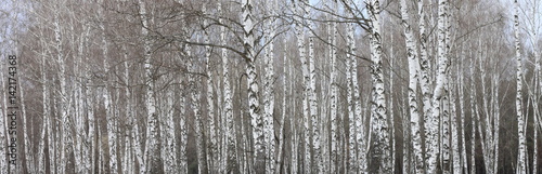 trunks of birch trees with white bark