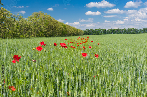 Ukrainian country landscape with wheat field and wild plantation of red poppies inside.