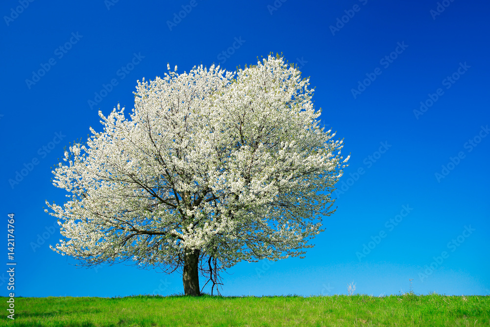 Großer alter Kirschbaum in voller Blüte unter blauem Himmel Großer alter Kirschbaum in voller Blüte unter blauem Himmel