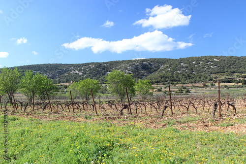 Paysage languedocien  h  rault  france