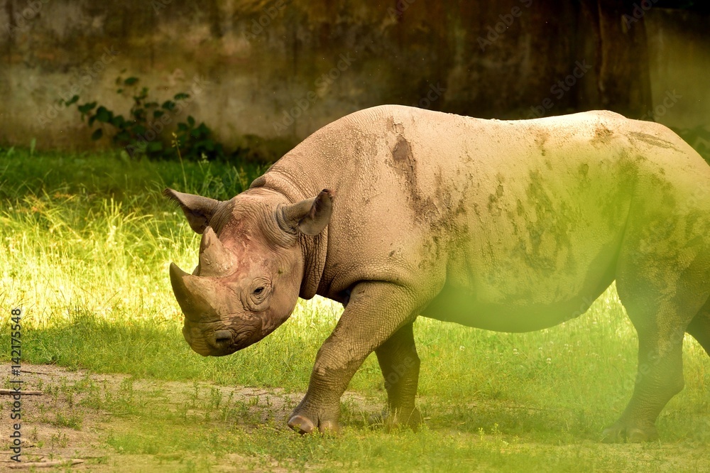 Fototapeta premium Rhino in the country