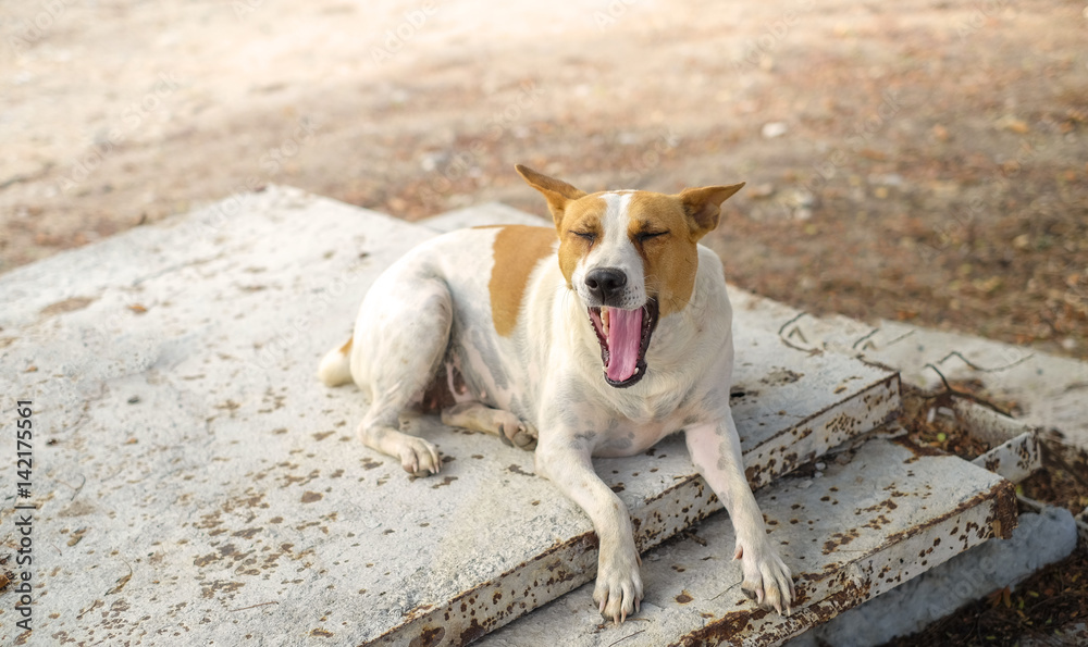 A lonely roadside dog in Thailand. Brown and White Dog Looking, Dog portrait closeup Asia Thai animal pet.