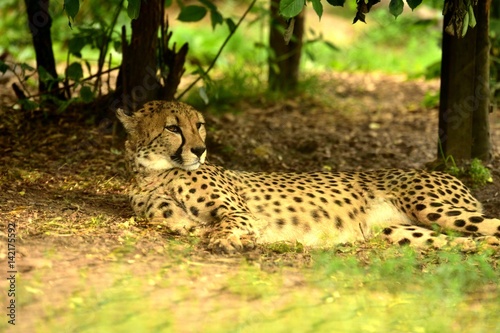 Lying Cheetah in savannah