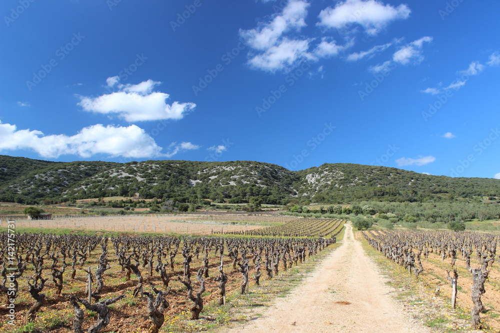 Fototapeta premium Vignes languedociennes, hérault, occitan