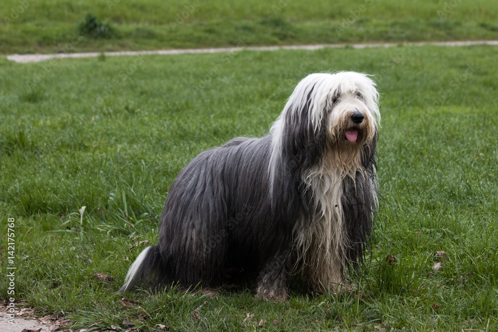 Bearded Collie Dog in Meadow