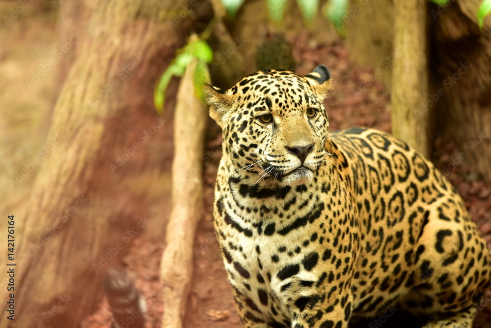 Jaguar in tropical forest Jaguar in tropical forest
