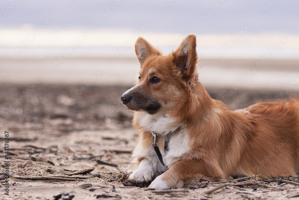 Photo of a dog with the lead (breed welsh pembroke corgi fluffy, red colored) sitting on the sand on a beach on the sun set; looking afar