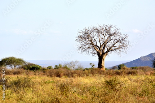 Baobab in african countryside