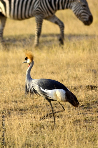 The grey crowned crane (Balearica regulorum) in african countryside