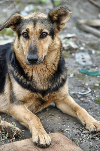 Homeless dog in the wasteland