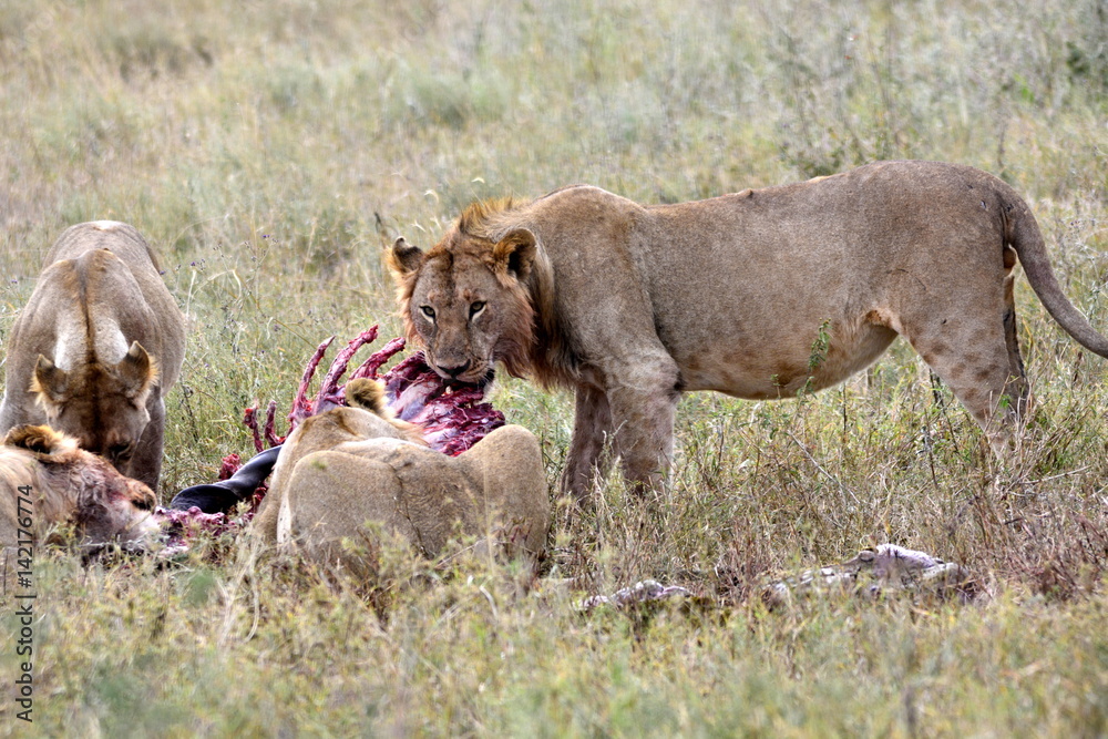 Fototapeta premium Young lions eating antelope in african countryside