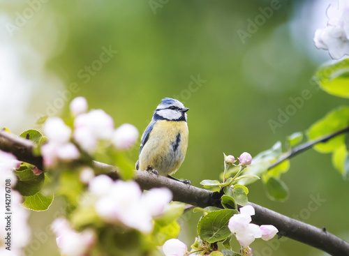 a little bird sits in the early spring among the branches of a blossoming App...