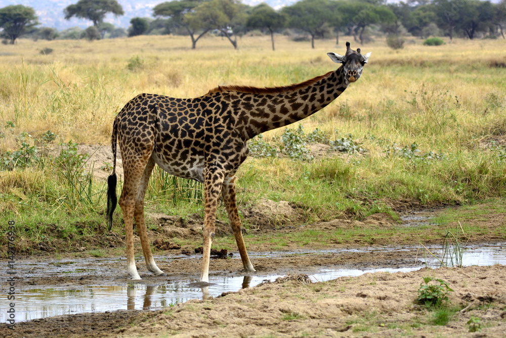 Fototapeta premium Masai giraffe (Giraffa tippelskirchi - Maasai giraffe), also called Kilimanjaro giraffe, in african countryside drinking water in african countryside