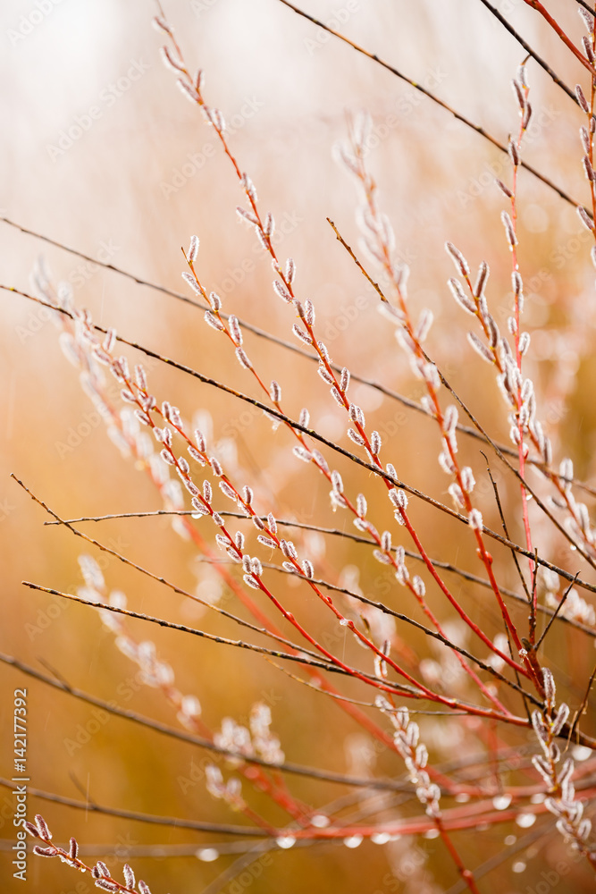 beautiful tree branches with buds dew in blur beautiful tree branches with buds dew in blur