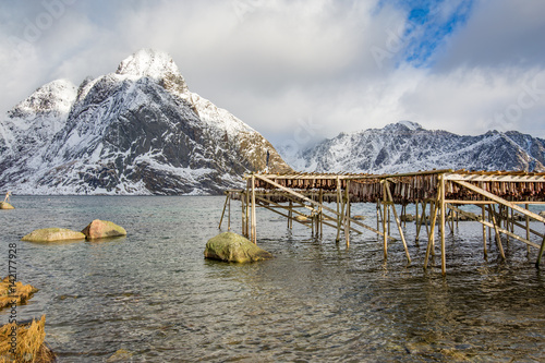 Stockfish at Lofoten photo
