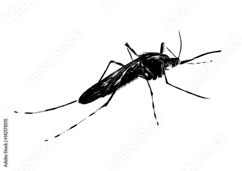 mosquito